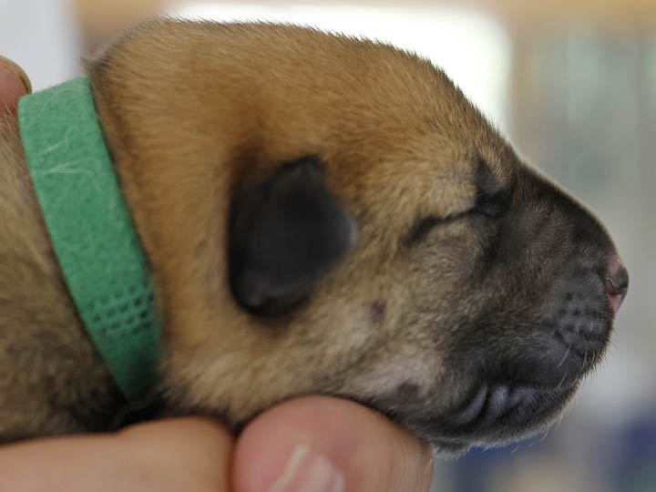 chinook puppy